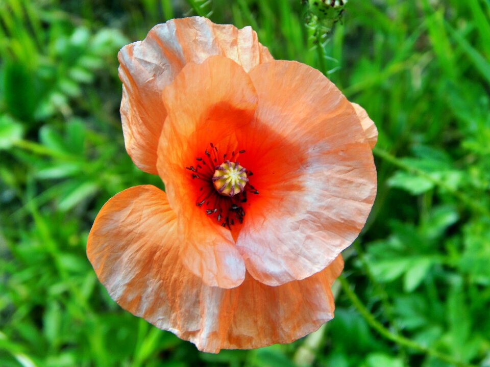 Nature flowers plant