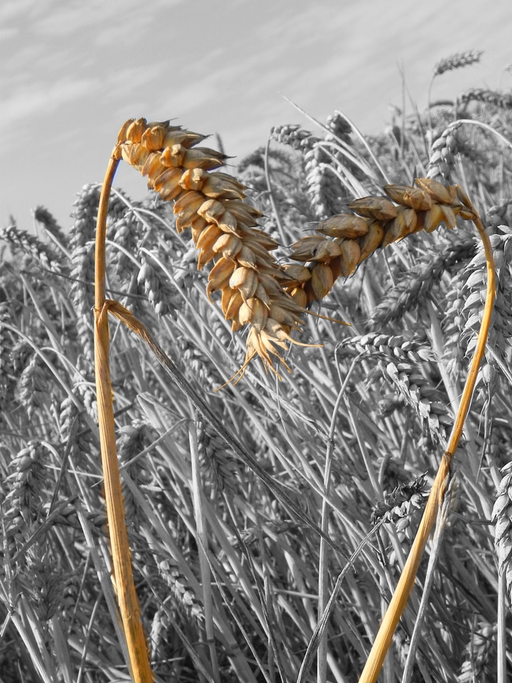 Plant crop love