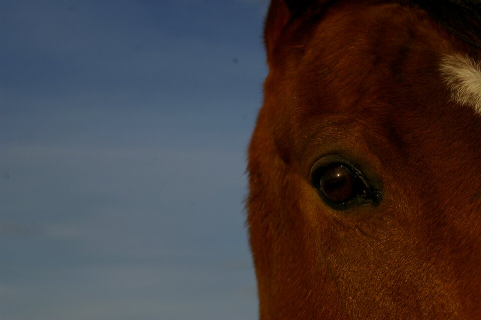Eye animal