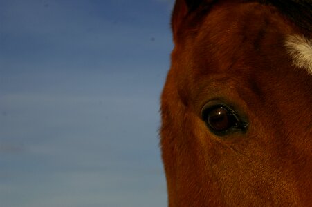 Eye animal