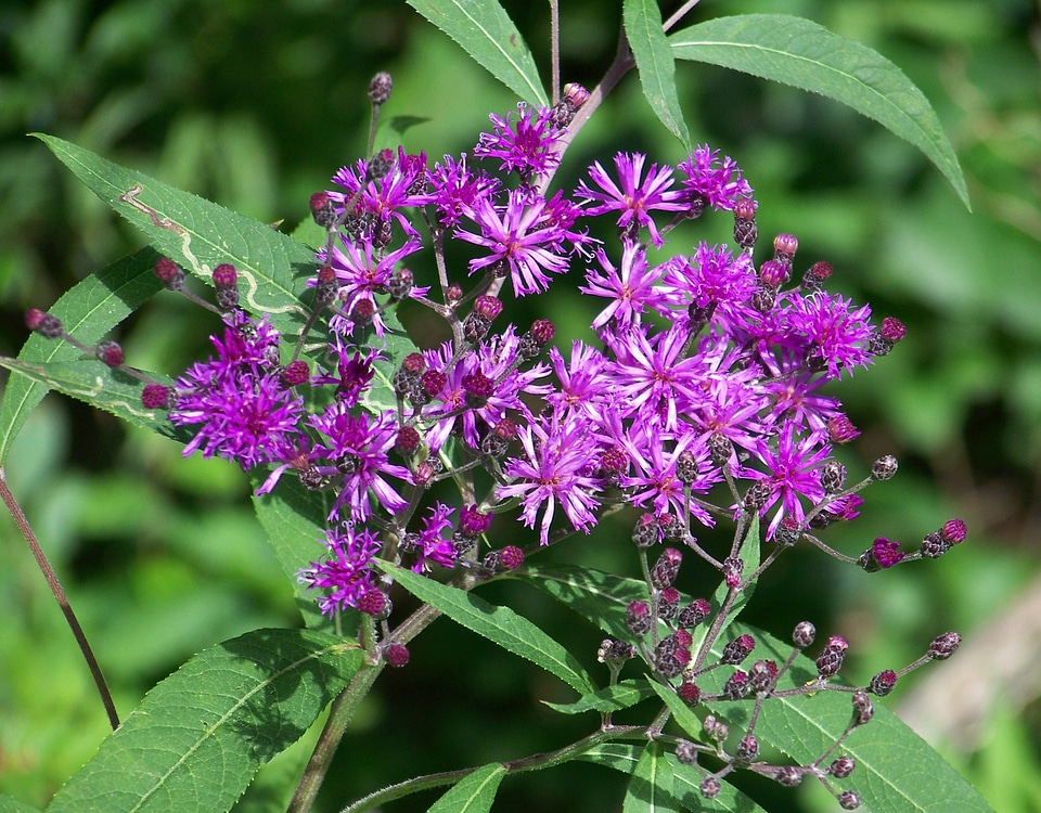 Purple plant flora
