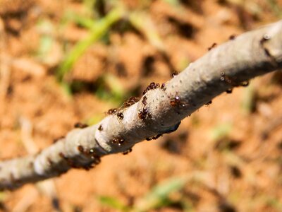 Insect animal wild photo