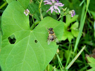 Mucha insect bow tie photo