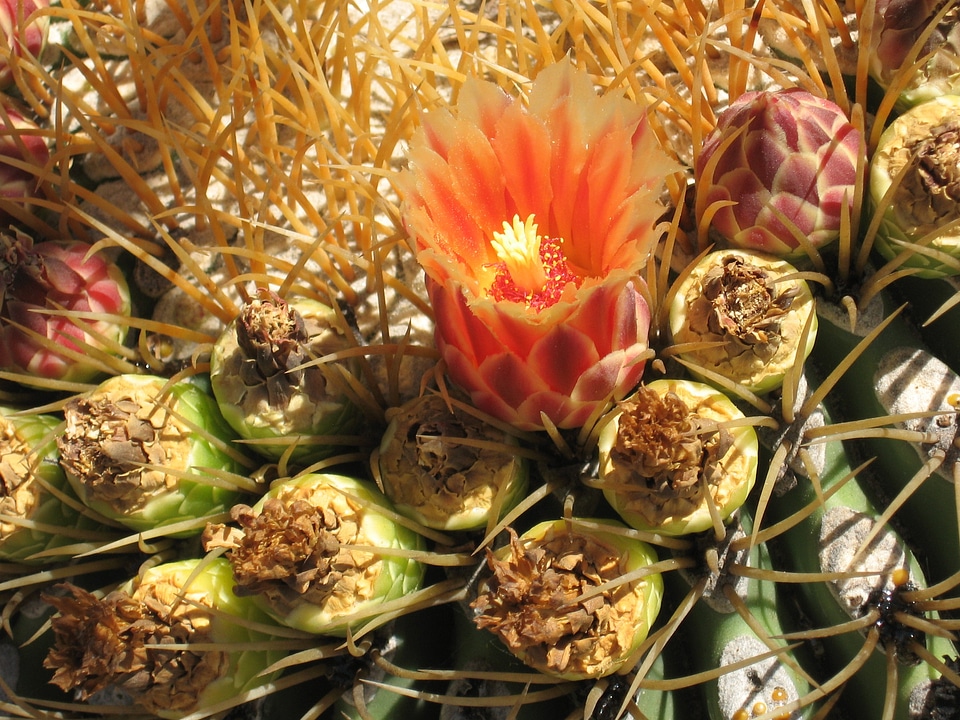 Nature desert botany photo