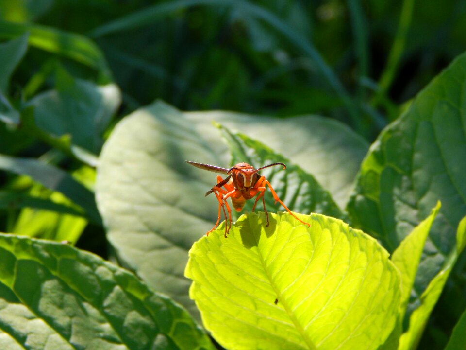 Nature yellow bee photo