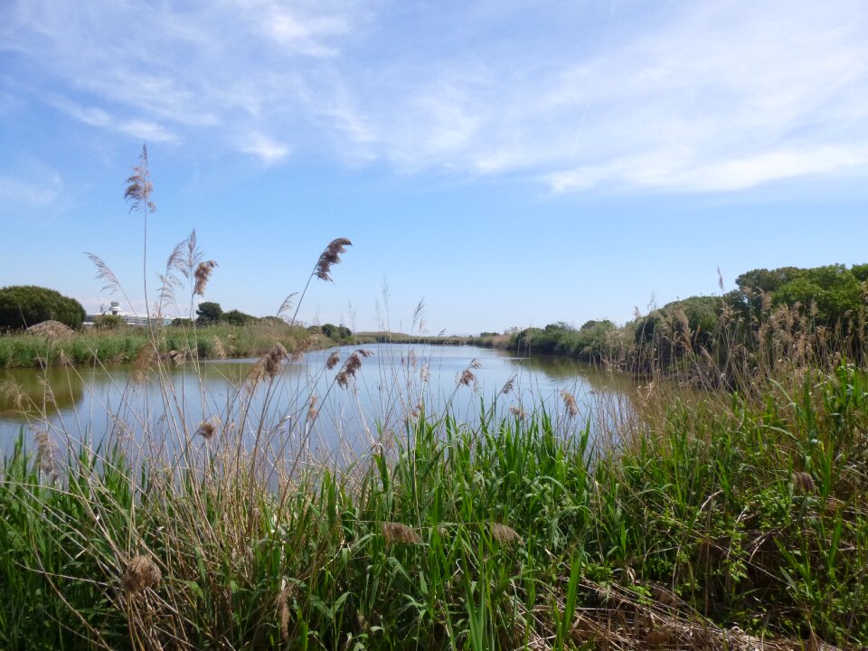 Marsh nature landscape