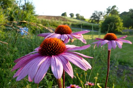 Echinacea flowers montana