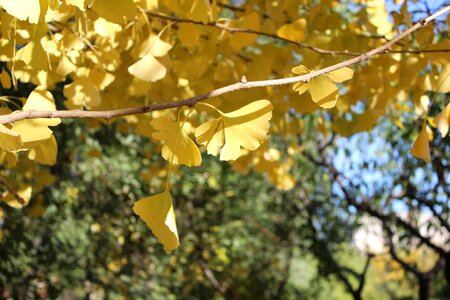 Ginkgo ginkgo biloba dream