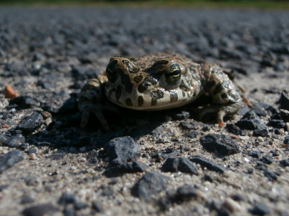 Nearby macro animal