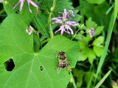 Mucha insect bow tie photo