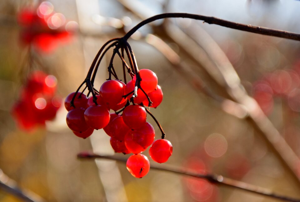 Fruits fruit jewelry fruit