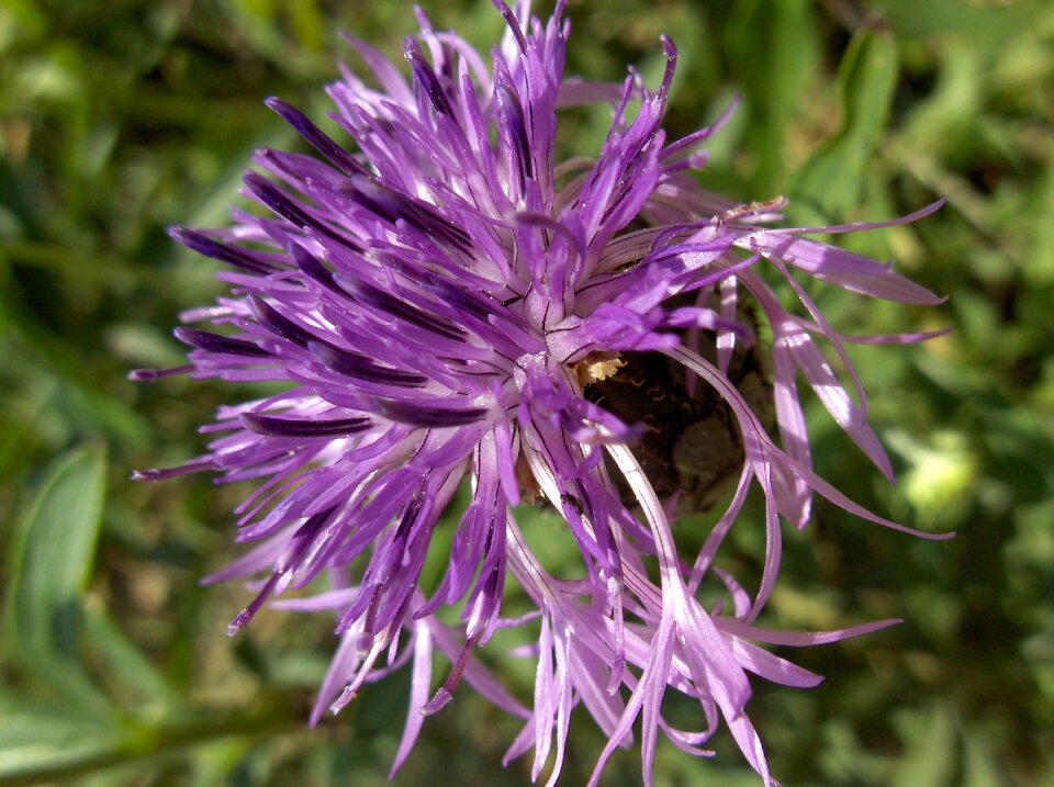 Bloom petals beautiful