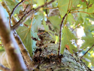 Season leaf green photo