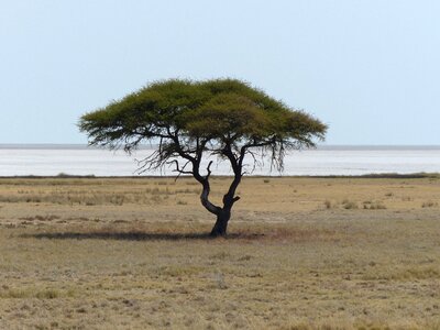 Etosha national park landscape loneliness