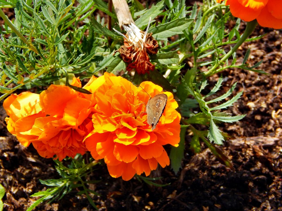 Insect fair admiral full bloom