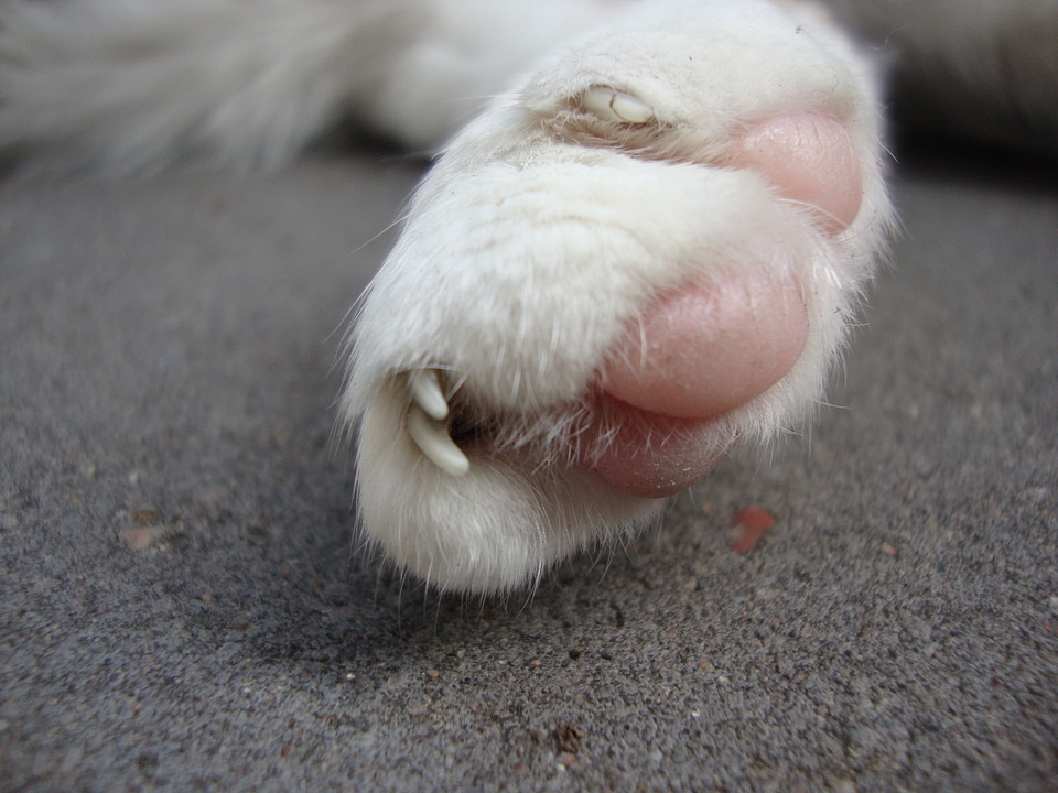Cat talon close up