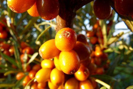 Macro bush fruits