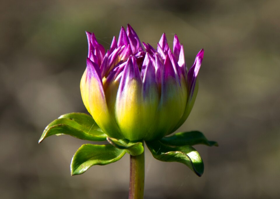 Composites flower garden ornamental flower