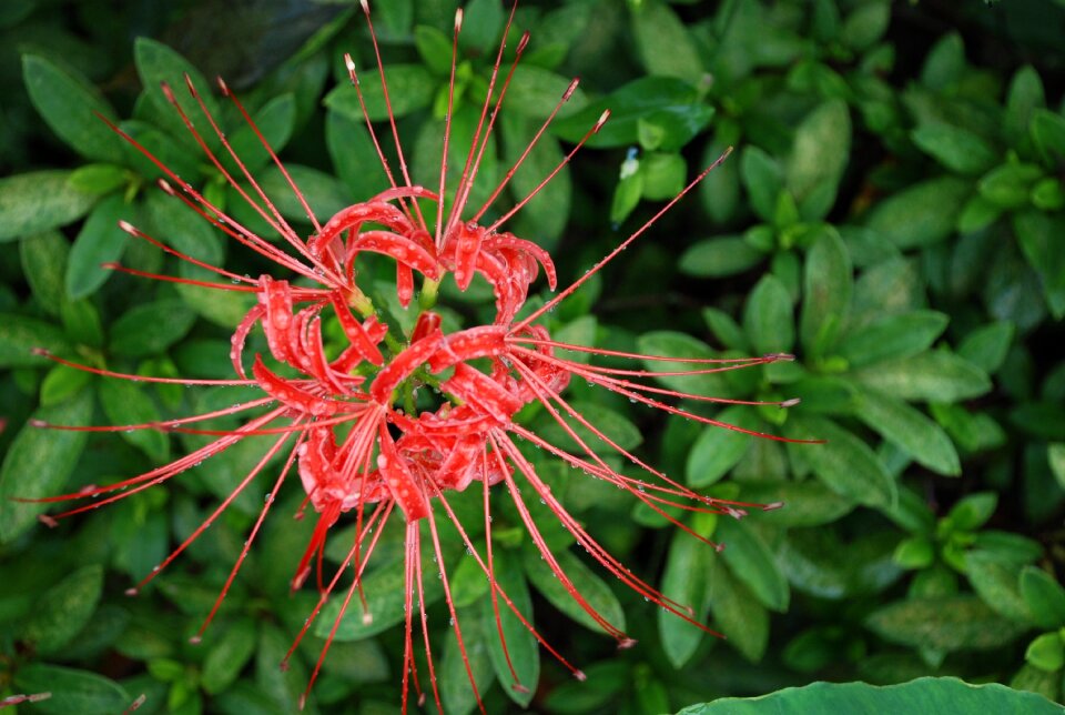 Flowers wildflower red