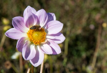 Plant composites flower garden