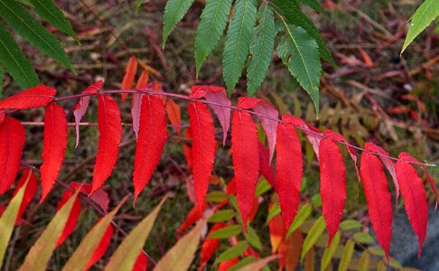 Green yellow red photo