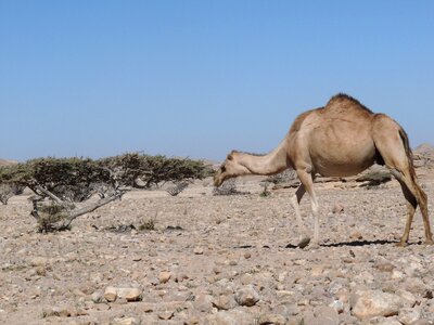 Asia desert dry photo