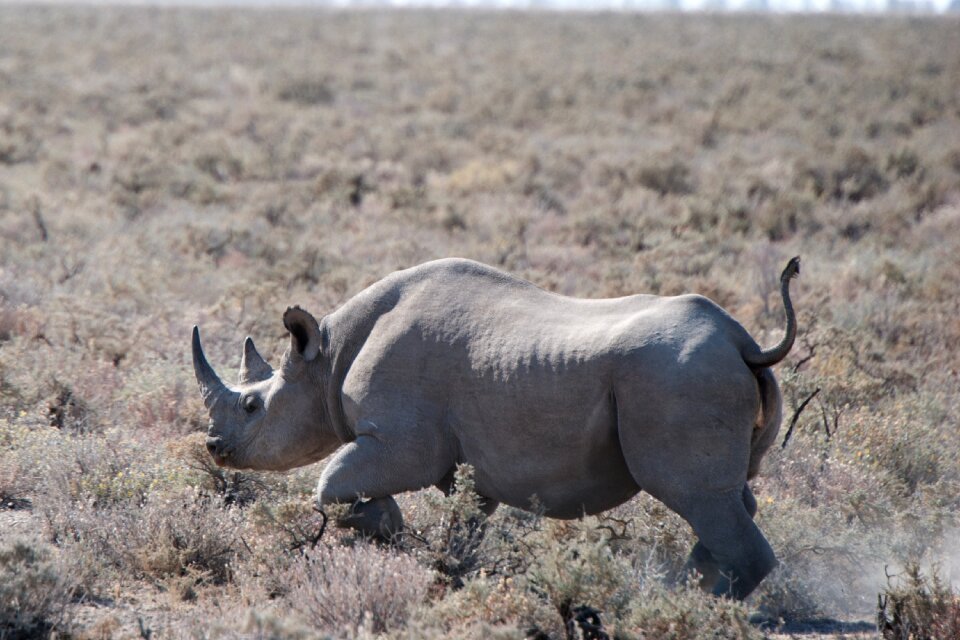 Big five horn wilderness