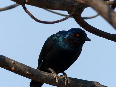 Star bird namibia