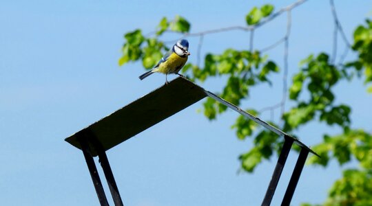 Feed boy fledglings photo