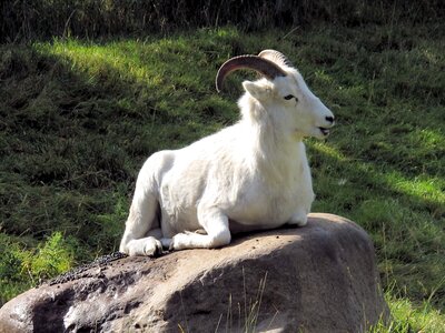 Alberta canada wildlife photo