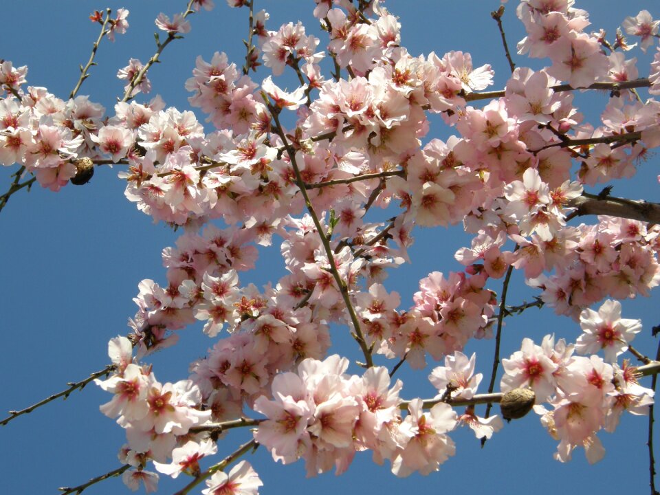 Almond blossom flowers pink