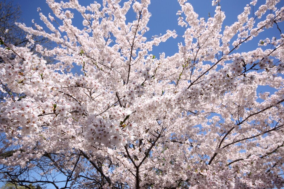 Flowers japanese foliage
