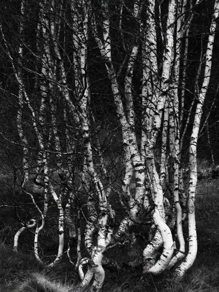Birch trees forest