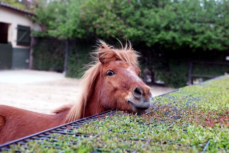 Horse head outlook curious