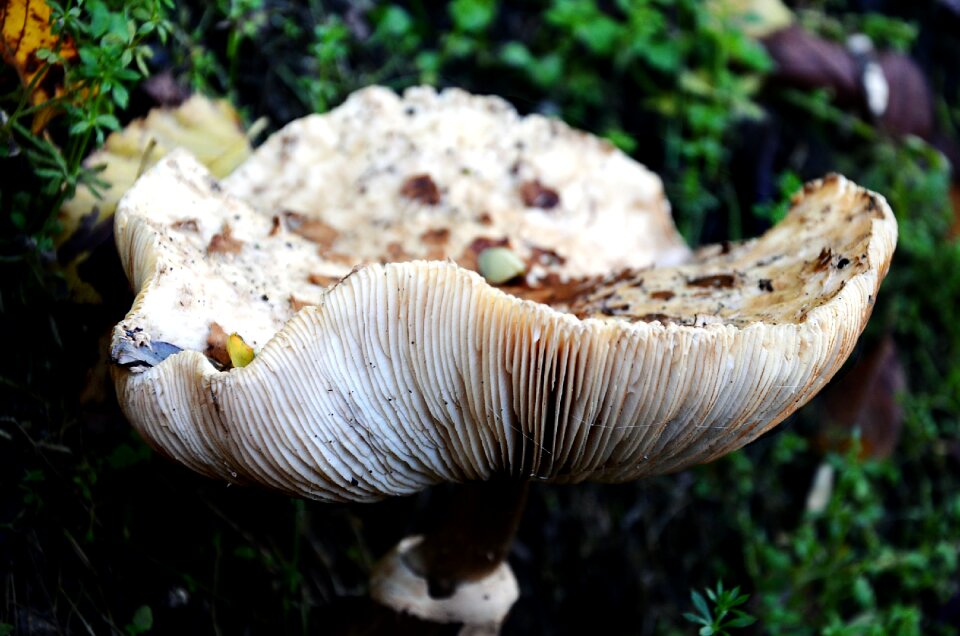 Nature fungus autumn