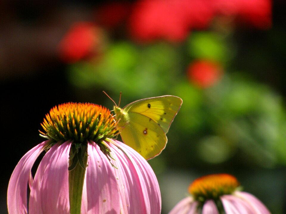 Yellow summer garden