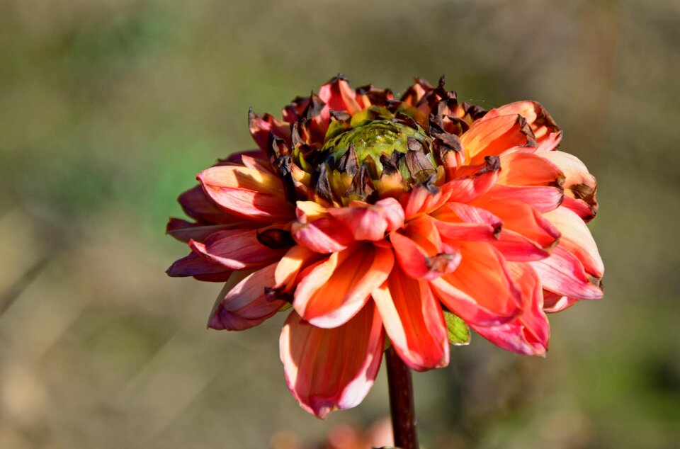 Composites flower garden ornamental flower