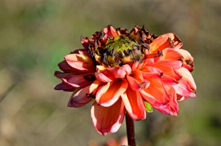 Composites flower garden ornamental flower