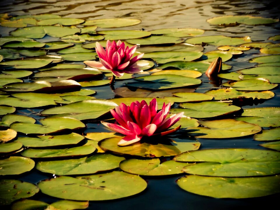 Nature aquatic plant swamp