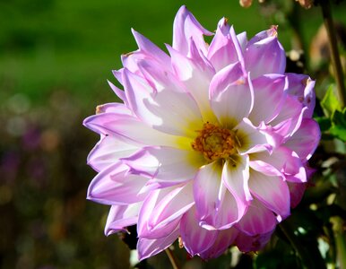 Plant composites flower garden