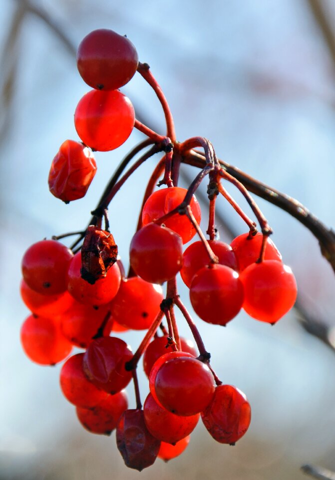 Fruits fruit jewelry fruit