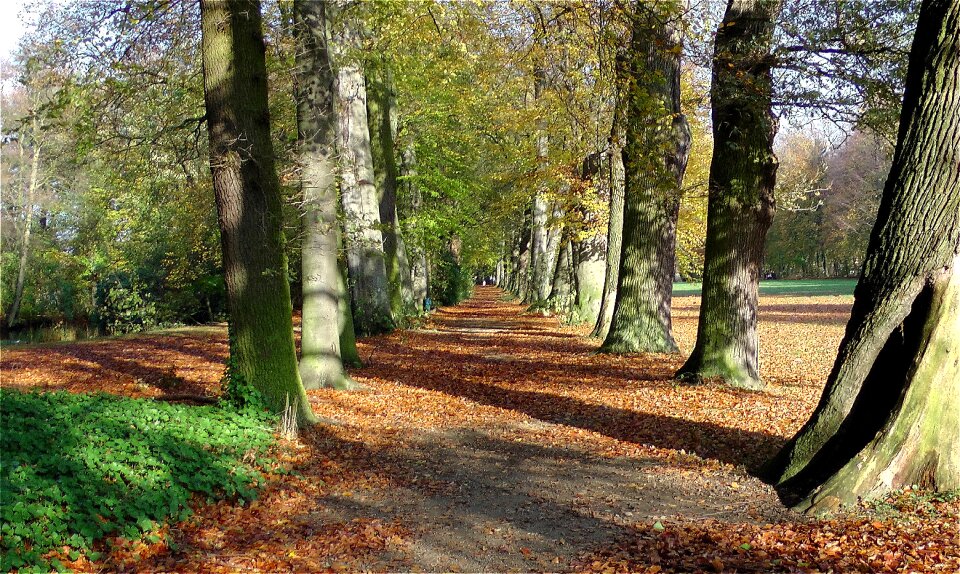 Trees autumn leaves photo