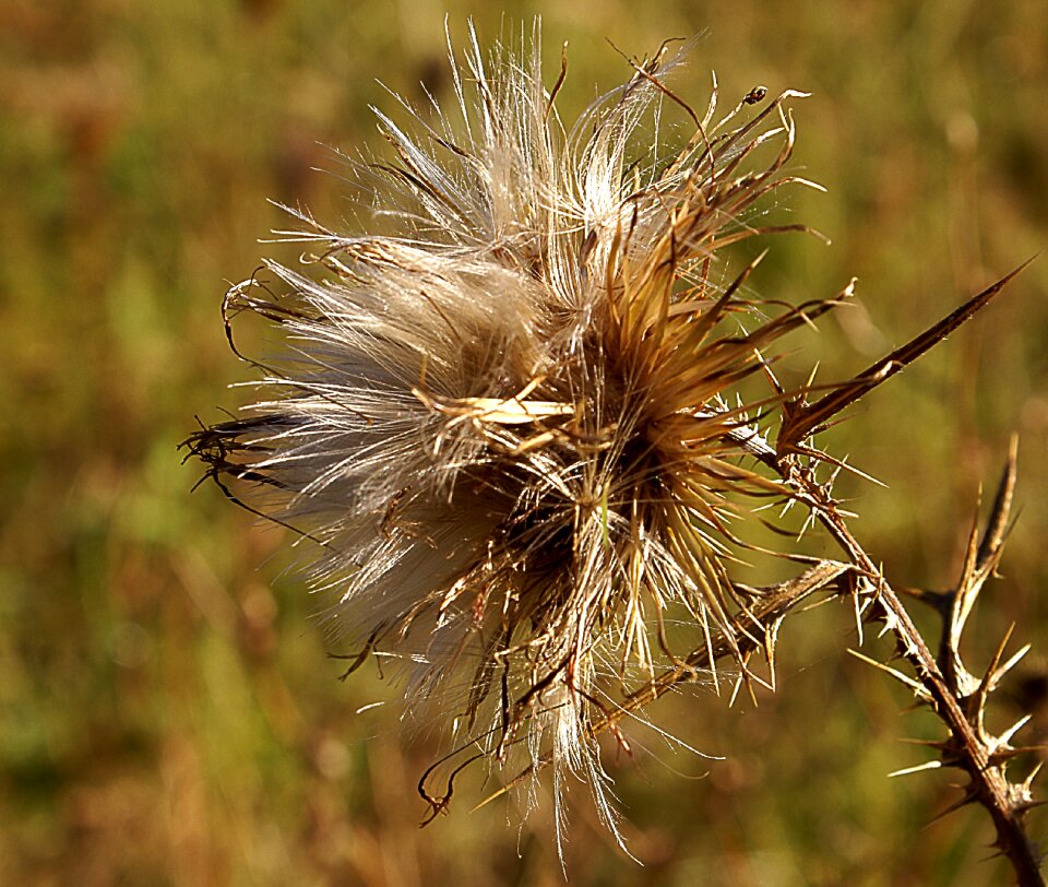 Plant nature meadow