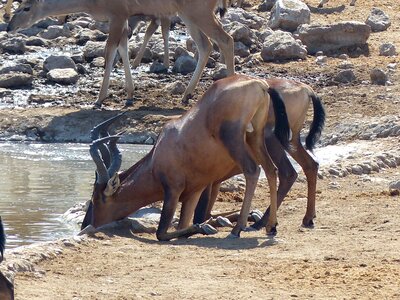 Antelope water hole namibia
