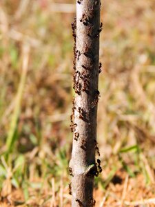 Animal wild leaf photo