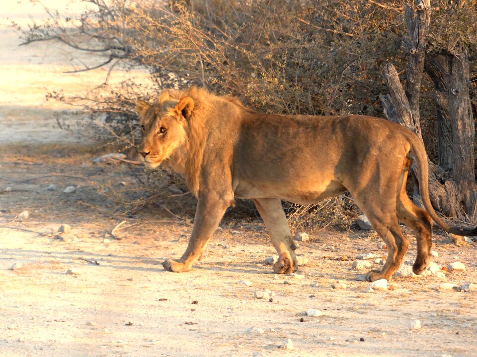 Animal predator big cat