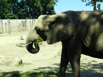 Africa grey close up