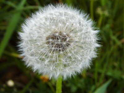 Close up pointed flower plant