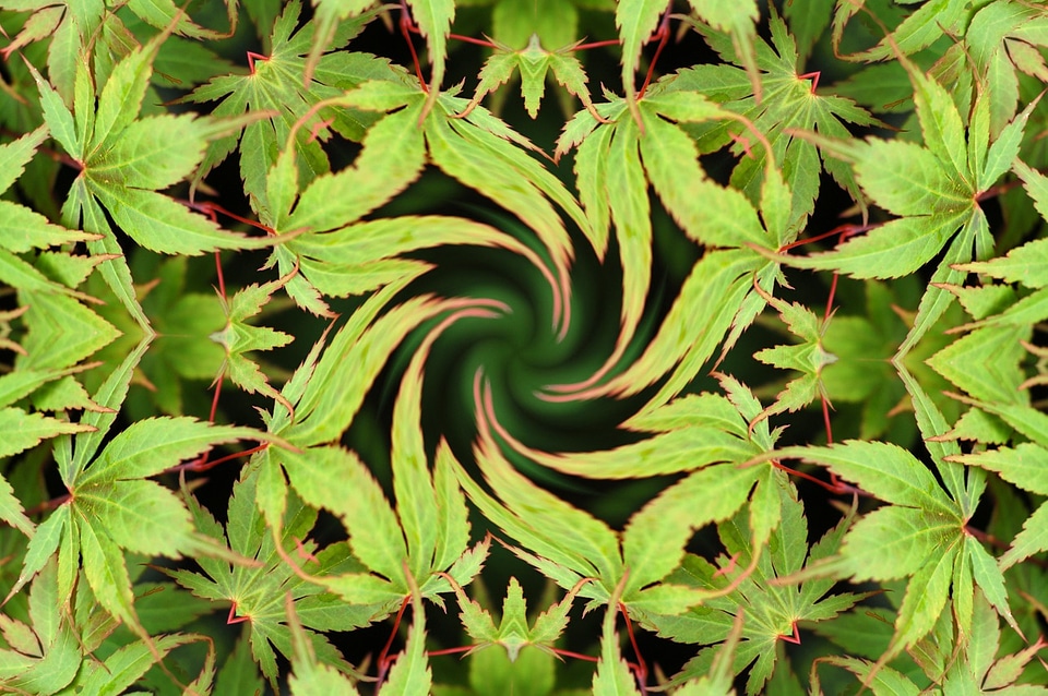 Maple hemp background