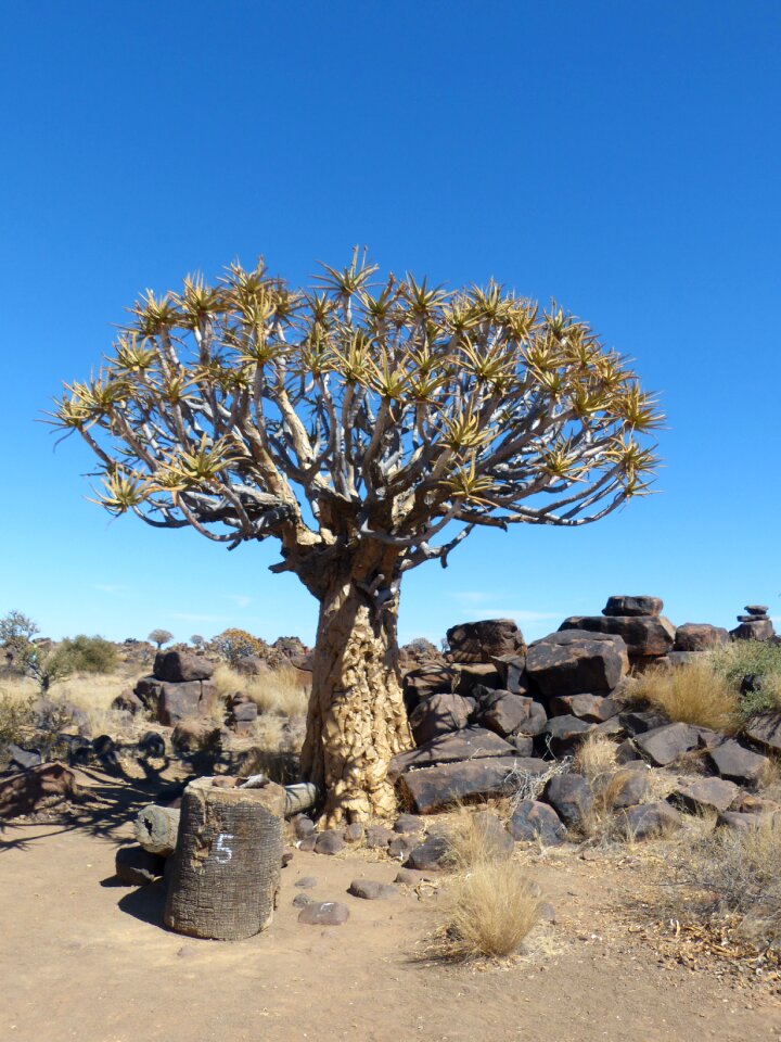 Namibia tree nature